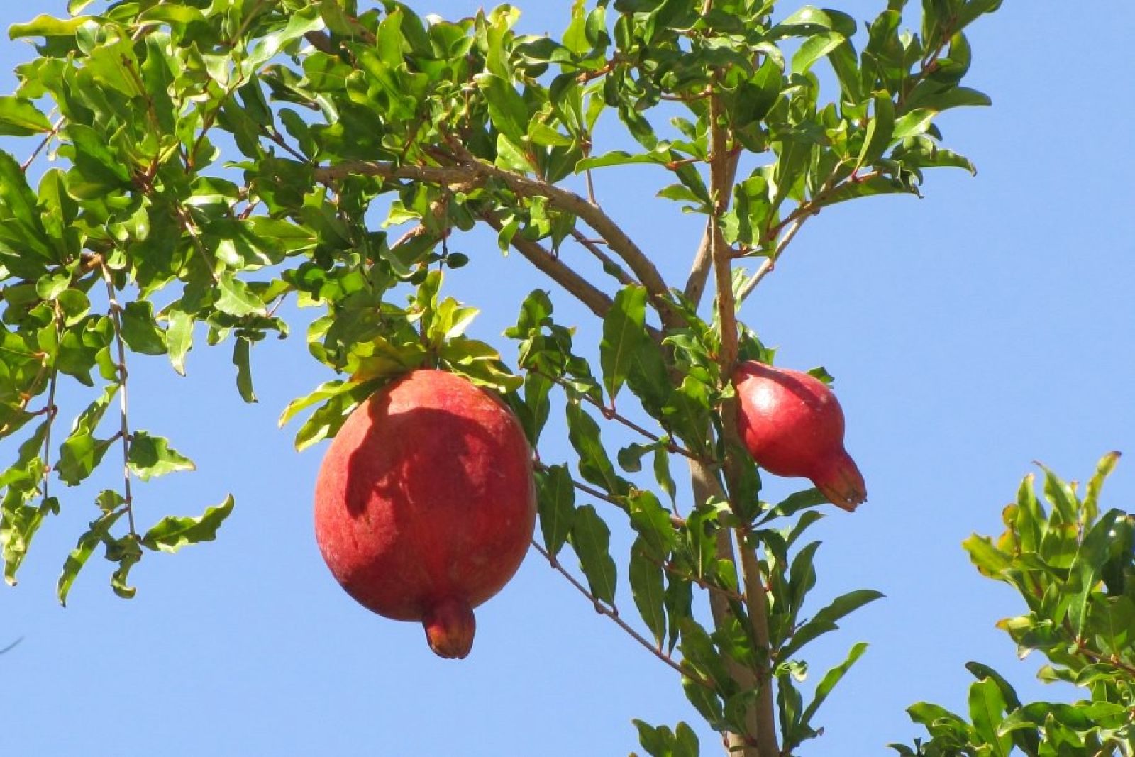 Kerman: Granatapfel am Feuertempel