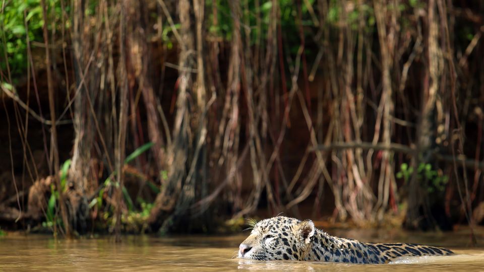 Schwimmender Jaguar im Staatspark Encontro das Aguas